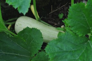 Hidden delight- supersized courgette