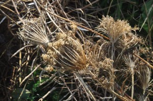 Seed heads on the compost pile