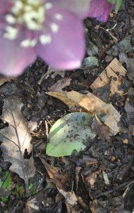 One of my stores of naturally falling leafmould by the hellebores (3)