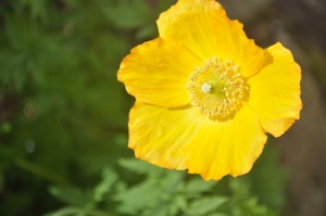 Welsh poppy close up