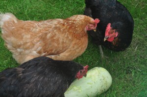 Some of my lovely free range hens