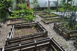 pallet based raised beds (2)