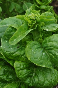 Lettuce about to flower