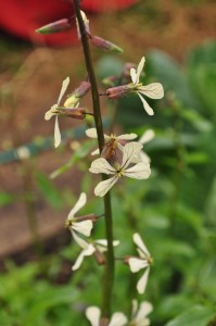 Rocket plant with pollinating insect