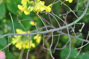 Kale seed pods starting to form
