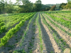 Leeks in the field