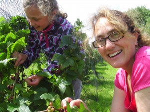 Picking blackcurrants