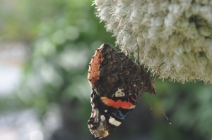 Also leek, which butterflies in particular adore 