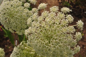 Carrot is also worth trying - again you need to leave about 20 to flower and produce seed the following year