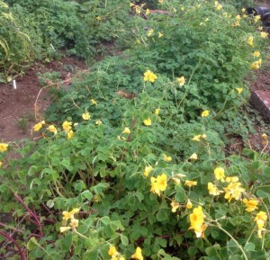 Oca field
