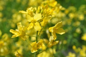 Bees love swede flowers