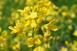 Bees love swede flowers 