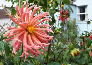 02 dahlia 11th sept 2015 (2)