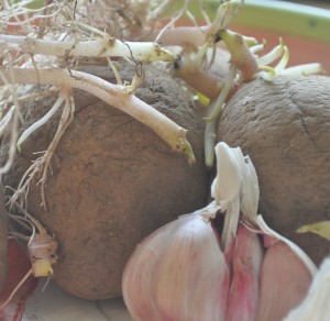 Spuds and garlic want to be planted out come spring (2)