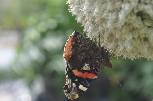 butterfly attracting leek flower head (3)
