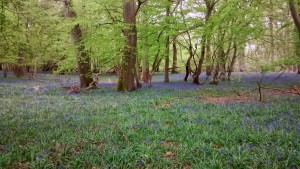 woods and bluebells (2)