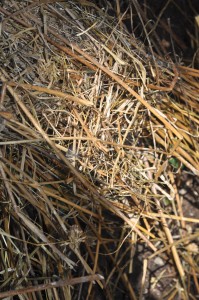 Putting a brown layer into the compost bin (in this case straw from the chickens) (2)