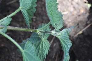 Using stinging nettles (without seed) in the compost in and as a beneficial mulch about the garden