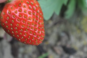 First strawberry of the season -fantastic