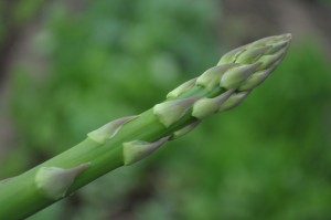 Fresh asparagus 