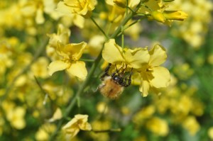 Pollinaters love it when you let plants go to seed - bee on swede seed head 