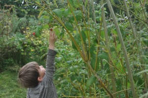 Arthur reaching for a raspberry