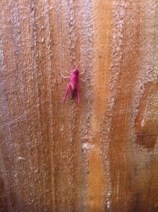 pink grasshopper (2)