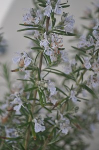 Pollinators love rosemary flowers