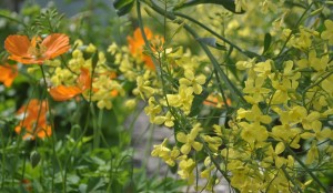 Wild Welsh poppies among sprout flower heads 