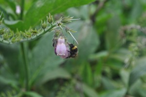 Bee on calendula 