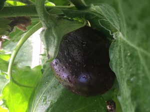 aubergine-2