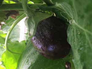 aubergine-2