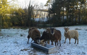 Soay sheep