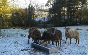 Soay sheep 