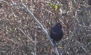 gardners-friend-blackbird-2-2