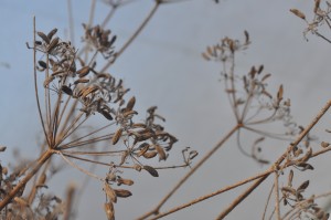 Leave seed heads on plants over winter for the birds to feed on